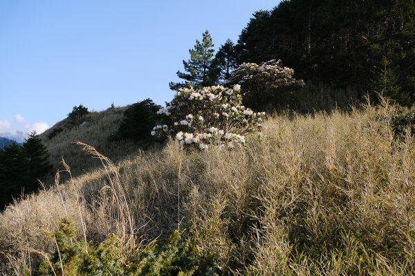 合歡山東峰3038997