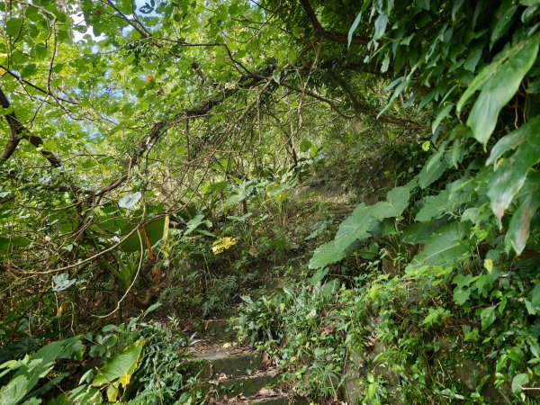 [淡蘭古道] 2026_0531 北路第一段_苧仔潭古道3070488