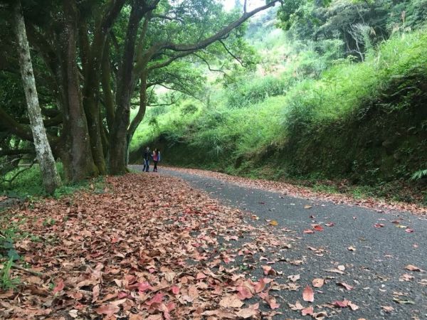 貓囒山步道304014