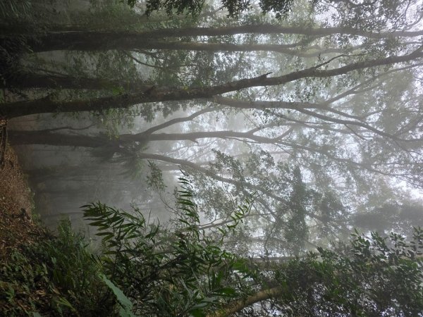 馬那邦山之雲海／雲瀑／楓紅／太陽琉璃光2668308