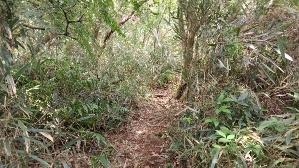 金山區倒照湖-阿里磅稜線路-阿里磅瀑布-竹子山古道-倒照湖47號P字走3134798