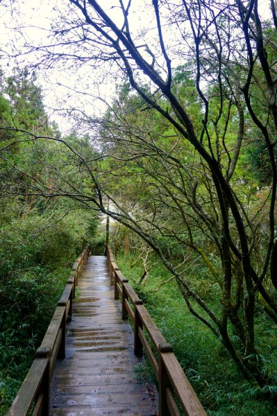 檜山巨木森林步道481610