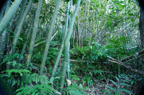 新北 三峽 內詩朗山、金平山2950928