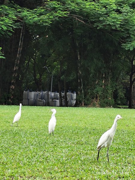 大安森林公園、瑞陽公園、大港墘公園、宏匯瑞光廣場【走路趣尋寶】【臺北健走趣】2574704