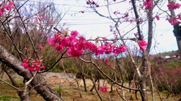 台北狗殷勤古道上平菁42巷下溪山古道賞櫻行2704900