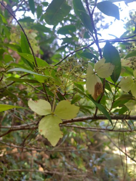 巒安堂、西巒大山2931649