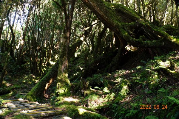 宜蘭 大同 太平山森林遊樂區 鐵杉林自然步道1743705