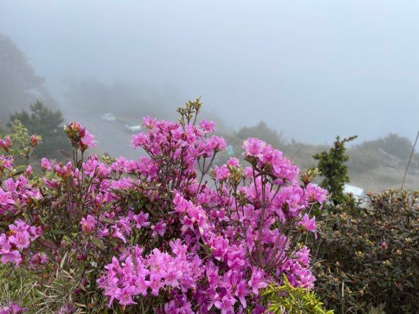 1130518｜0620合歡北峰杜鵑花2505933