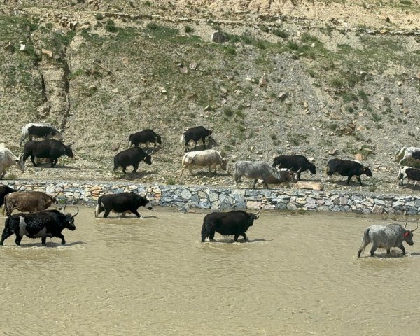 西藏♥️可愛動物🐎人物寫真/拉薩旅拍/美食2902925