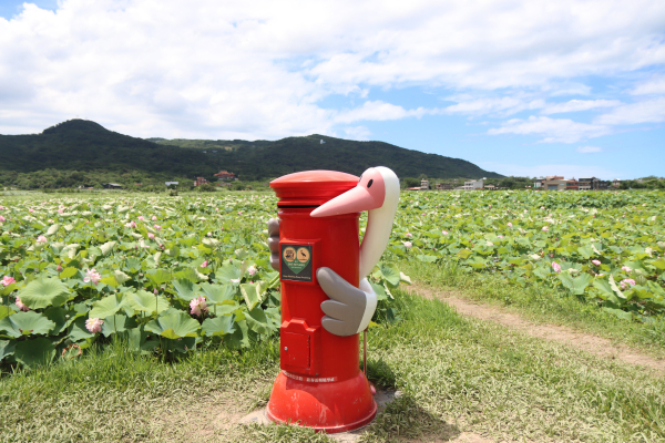 2025-6-10 金山清水濕地賞荷花─荷花池一區→金山三清宮→美人蕉群→荷花池二區→荷花池三區→黃老伯小鶴基地