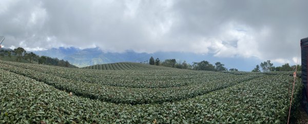 20250201孝子路步道、大巃頂2716426