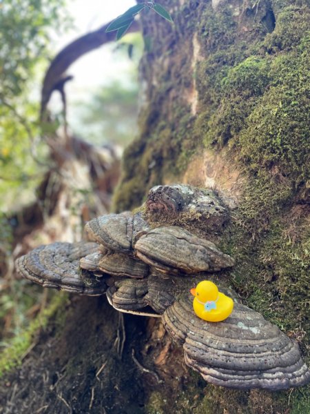 塔魔巴2天1夜來回/復興尖-四稜溫泉2357270