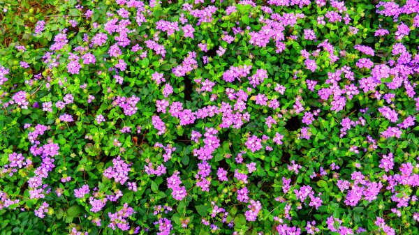 北投社三層崎3010988