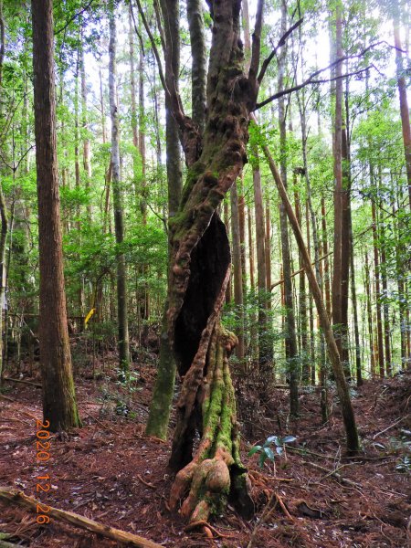 新竹 五峰 麥巴來山1217939