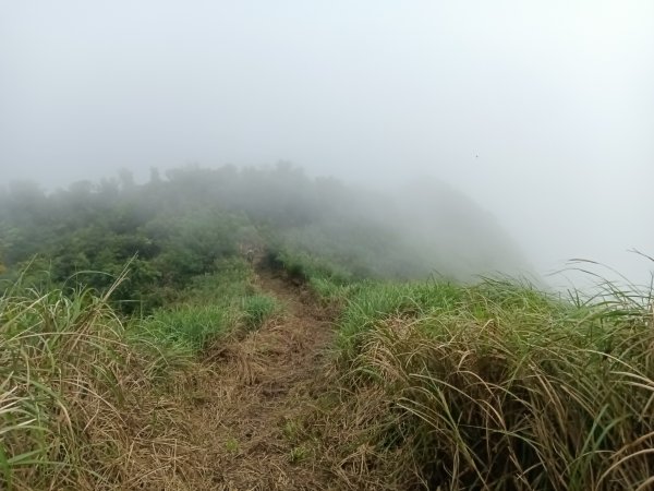 雙溪區鶯子頂山-950峰-鶯子嶺去回3033909