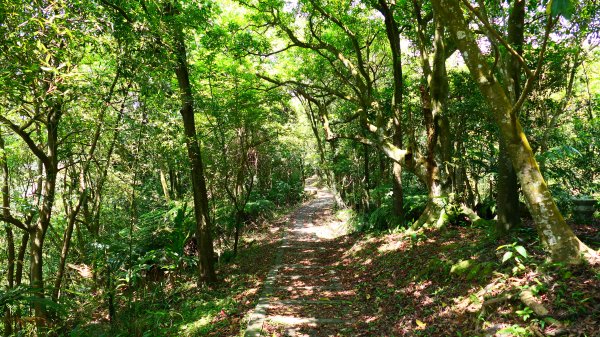 五堵獅頭山3043587