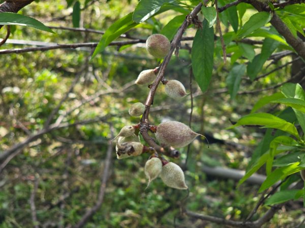 谷關七熊馬崙山2748817