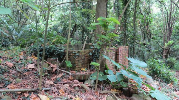 《南投》峰峰相連｜草屯九九峰森林步道O型202509062879320