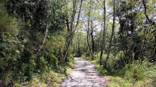 山毛櫸步道,望洋山步道2587692