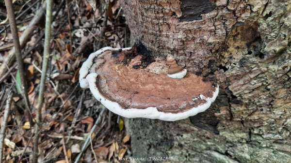 《彰化》果園古道｜廣天宮隴頂古道到鳳山寺O繞202509142884027