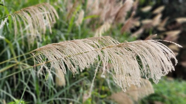 馬拉邦山健行1520698