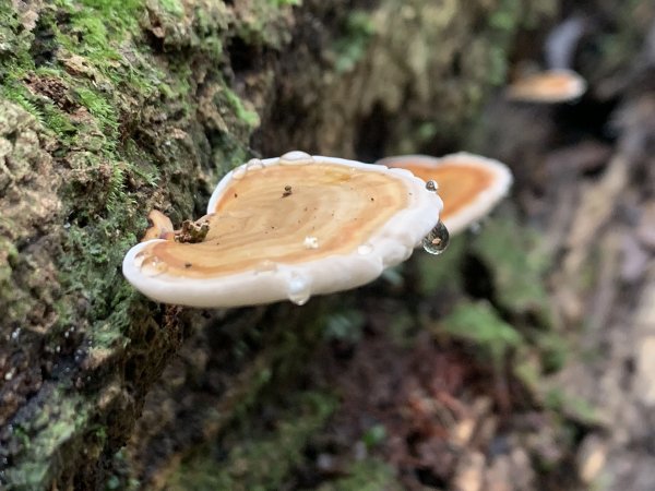 20251010高雄尾寮山-西北峰2913654