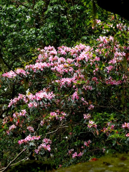 卡拉寶山-小百岳#86-花蓮縣秀林鄉2796176