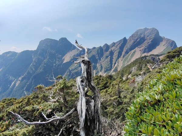 終於看到1000元背面的山景登頂玉山北峰／前峰2495966