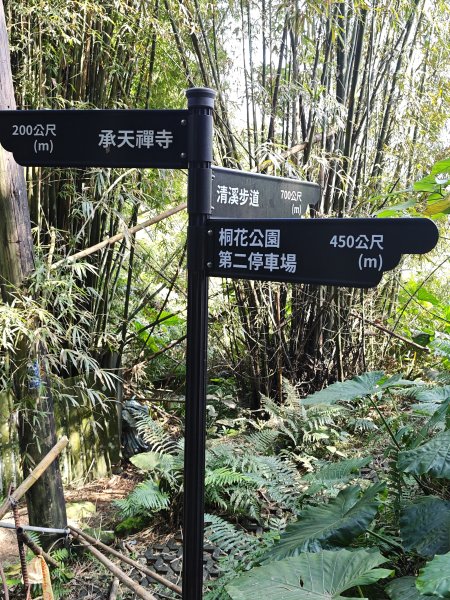 2026-0221造鎮-太極嶺-桐花公園-承天禪寺-永寧站3005817