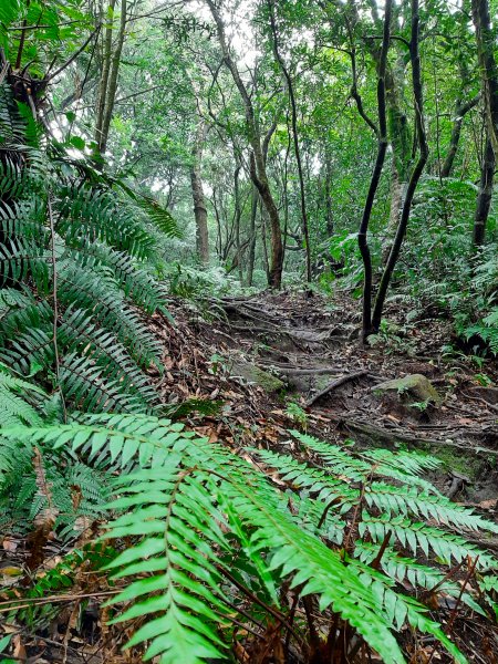 古道探訪｜七星山主東峰苗圃線1567589