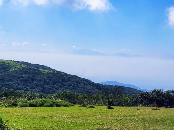 【芒花舞秋風】草山精典賞芒勝地連走2336389