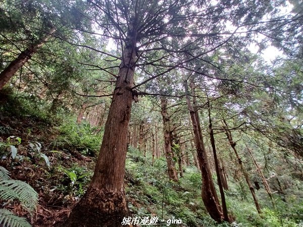 【台中和平】柳杉孟宗竹香杉步道林相豐富。 長壽山(肥崠山)山徑2880628
