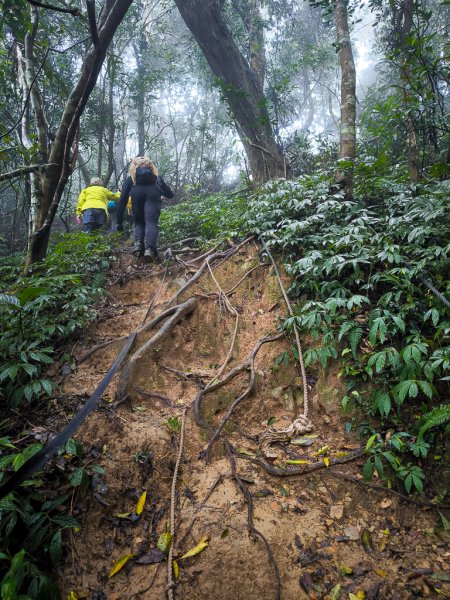 2025-03-08 汶水三山：金童山、汶水山、玉女山 連走2736551