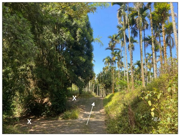 槌仔寮山、槌仔寮山西南峰、金龍山步道 連走2846705