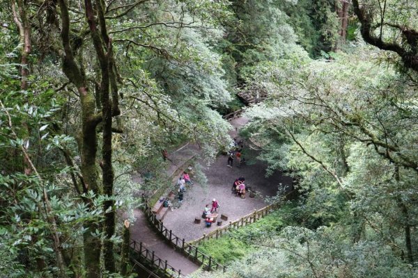 〔桃園復興〕拉拉山巨木，史詩級魔幻森林，75公頃紅檜 扁柏森林浴2237141