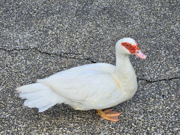 凹子底森林公園2834866