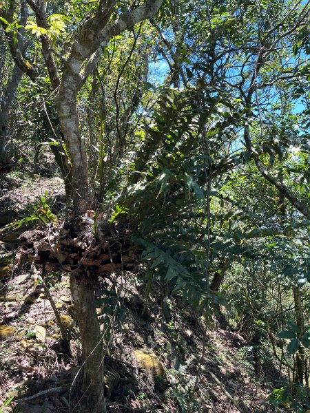 戶亞宇山基點峰-戶亞宇山主峰 2025.6.152815051