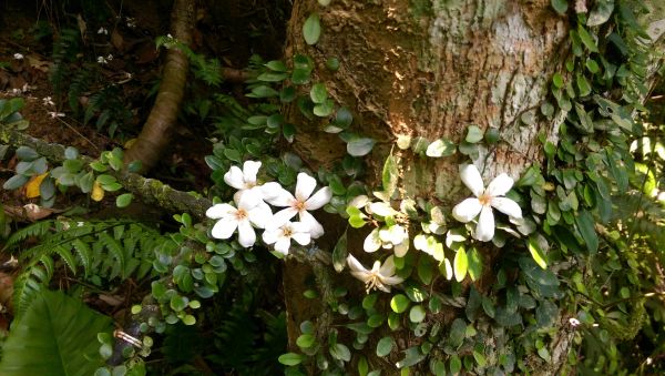 小粗坑古道+石門北口上+石門山南口下121466