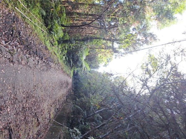 新竹十八尖山，飛鳳山，觀日坪，五指山，鵝公髻山步道3132032