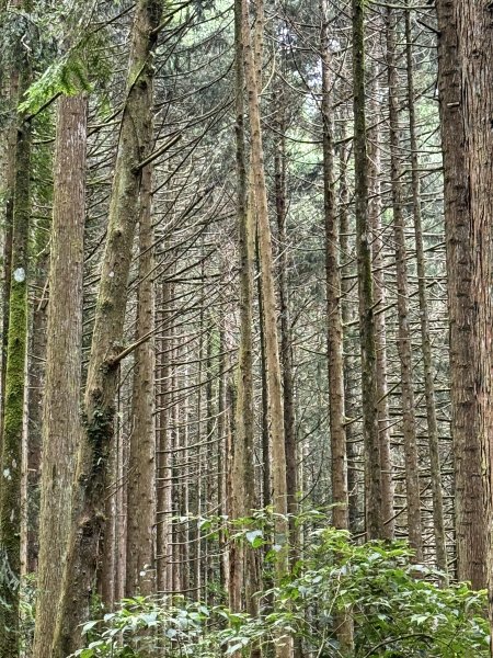 鳶嘴山+稍來神木 202508302873914