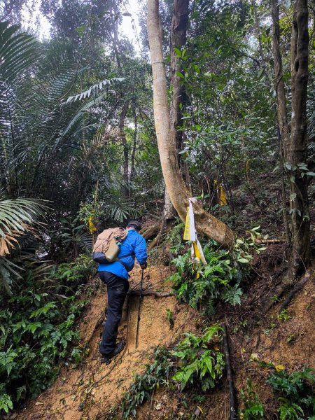 2025-03-08 汶水三山：金童山、汶水山、玉女山 連走2736522