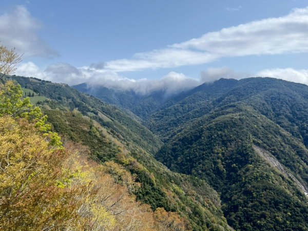 桃園 復興 中巴陵 櫻木花道3011966