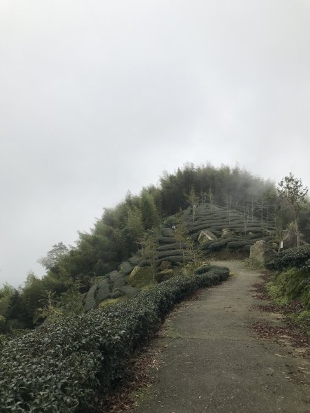 溪頭山竹崙山志騰山3061606