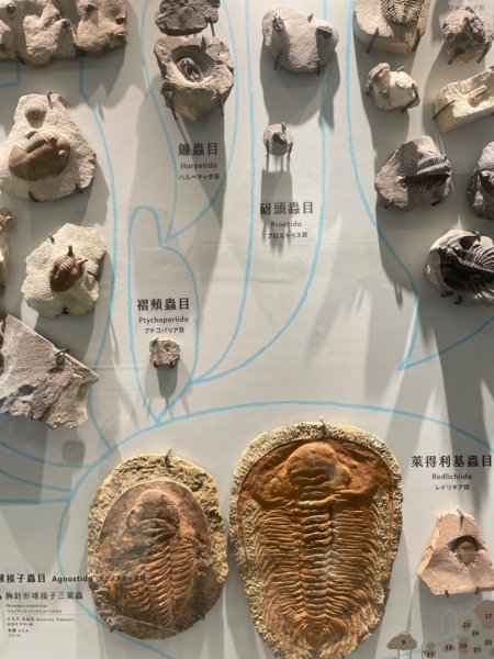 雨天備案💙 台灣博物館的古生代館-台大動植物館免費參觀-北投♨️季2799003