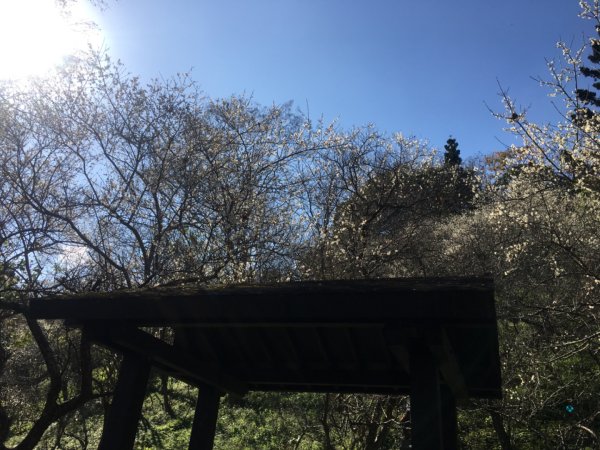 梅花撲鼻香2686607