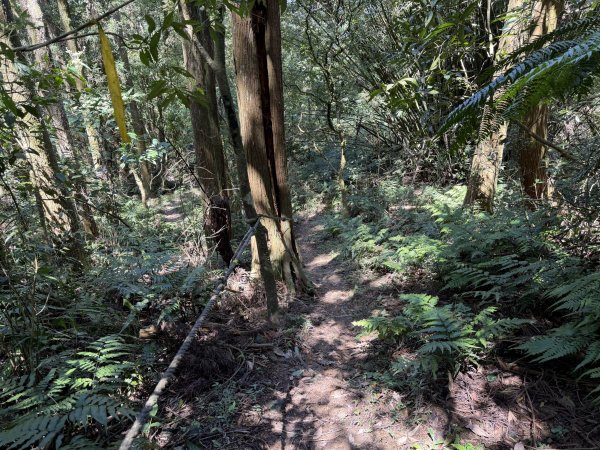 [淡蘭古道] 2026_0315 南路第三段_獵狸尖步道3017274