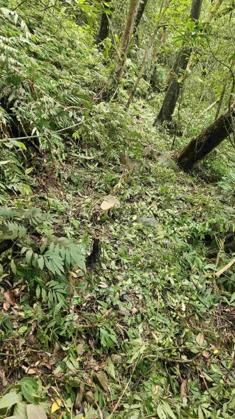 20250519石碇大崙-南勢坑山-鑽石峰-人頭面山-南勢坑大尖-小尖山主前北峰2791610