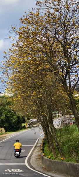 #緣道觀音廟 #北海福座 #萬代福 #黃花風鈴木 #錫葉藤 #青帶鳳蝶 #昭和櫻 #吉野櫻 3/123014045