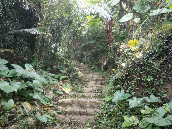 搭阿里山森鐵去登獨立山(小百岳#58)。走大巃頂賞茶園風光 (2020/11/8)1427688