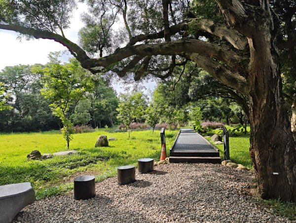 [霄裡好風光，運動樂悠遊！-6/10] 2025_0608 大湳森林公園2808218